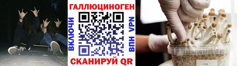 где продают   Яхрома  Псилоцибиновые грибы Cubensis 